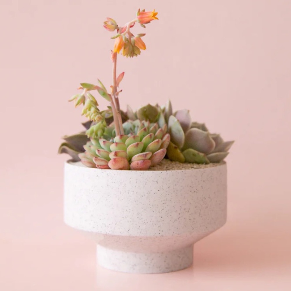 Jungle Club Planter